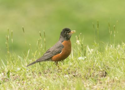 American Robin - Turdus