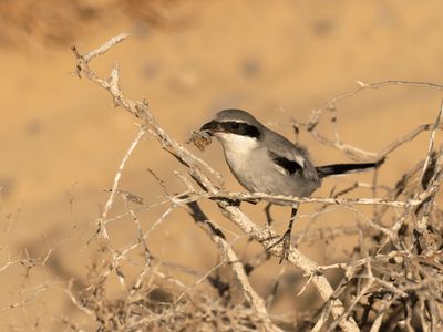 Southern Grey Shrike - Lanius meridionalis koenigi