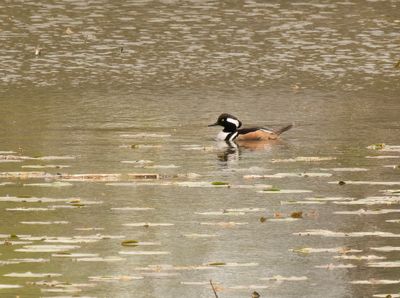 Hooded Merganser - Lophodytes cucullatus