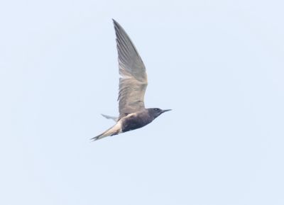 American Black Tern - Chlidonias niger surinamensis 