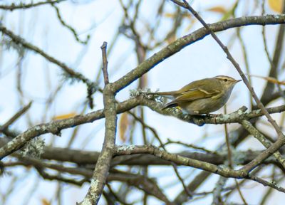 Hume's Warbler  - Phylloscopus humei