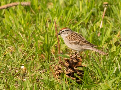 chipping sparrow - Spizella passerina