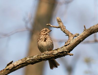 Song sparrow - Melospiza melodia