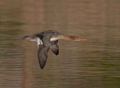 My 6 Birdguides Photo of the Week and my 66 notable photos.