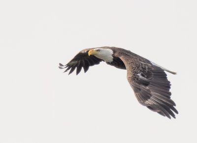 Bald Eagle - Haliaeetus leucocephalus