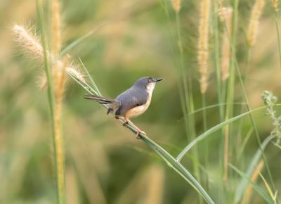 Ashy Prinia or Ashy wren-warbler - Prinia socialis