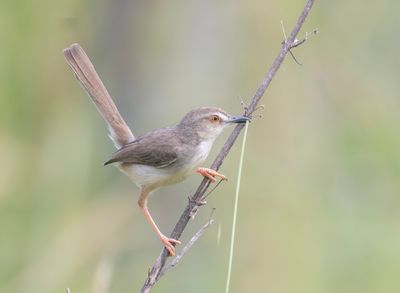 Plain prinia - Prinia inornata