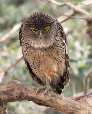 Brown Fish Owl -  Ketupa zeylonensis