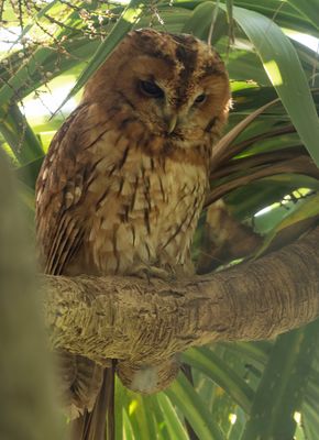 Tawny Owl - Strix aluko