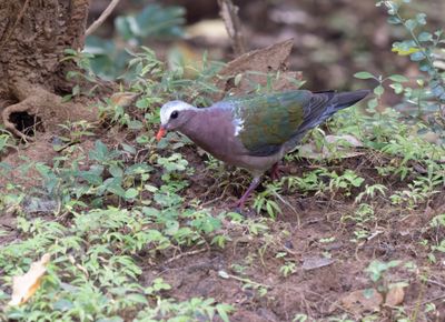 Emerald Dove - Chalcophaps indica