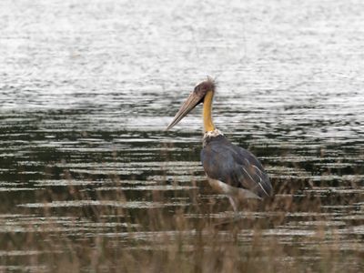  lesser adjutant - Leptoptilos javanicus