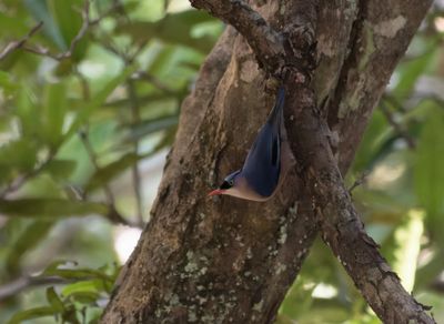 Velvet-fronted nuthatch - Sitta frontalis