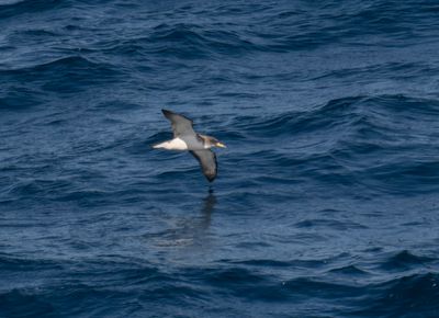 Scopolis Shearwater at sea off the Bay of Biscay.