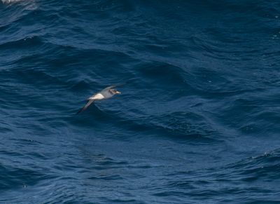 Scopolis_Shearwater - Calonectris diomedea 