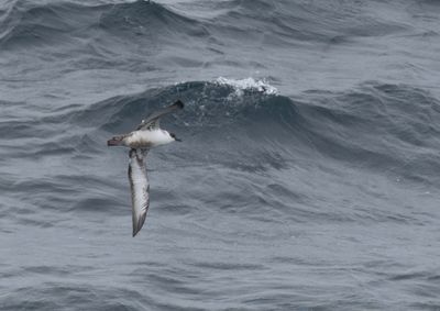 Biscay
