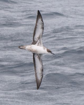 Biscay
