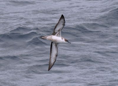 Biscay