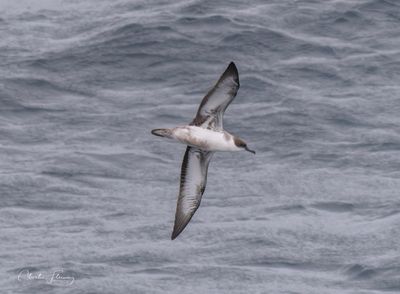 Biscay