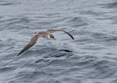 Great Shearwater - Puffinus gravis