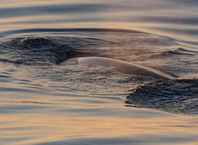 Fin Whale