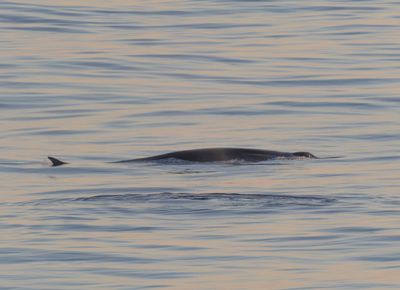 Fin Whale