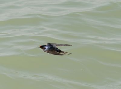 American Barn Swallow - Hirundo rustica erythrogaster