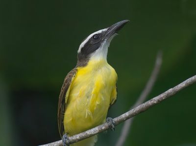 Boat-billed Flycatcher - Megarynchus pitangua 