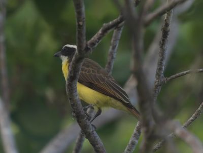 Boat-billed Flycatcher - Megarynchus pitangua