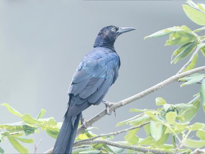 Mexico 24