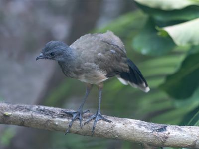 Plain chachalaca - Ortalis vetula