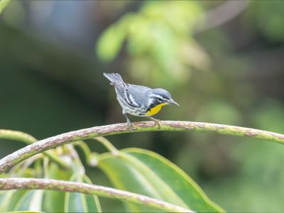 Yellow-throated warbler - Setophaga dominica
