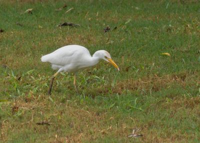 Cattle Egret - Ardea ibis