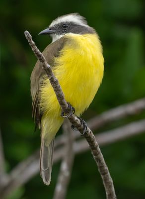 Social Flycatcher - Myiozetetes similis
