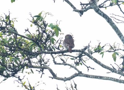 Ferruginous Pygmy Owl - Glaucidium brasilianum ridgwayi
