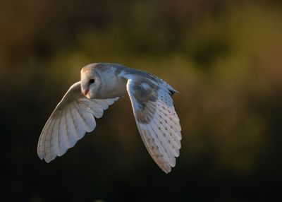 Barn Owl - Tyto alba