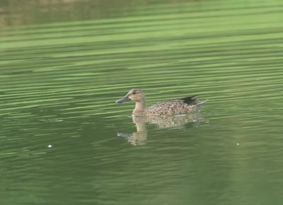 Mexican duck - Anas diazi