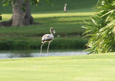 American Flamingo - Phoenicopterus ruber