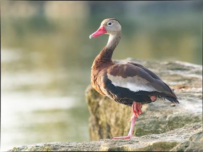 Black Bellied Whistling Duck - Dendrocygna autumnalis