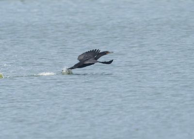 Neotropical Cormorant - Nannopterum brasilianum