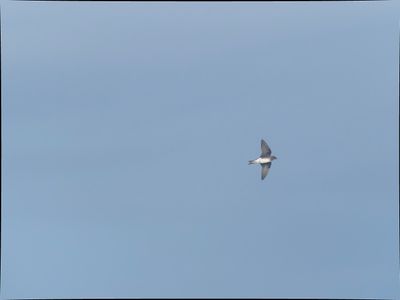 Grey-breasted Martin - Progne chalybea