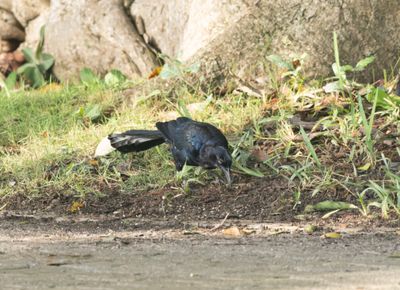 Great-tailed Grackle or Mexican grackle - Quiscalus mexicanus 