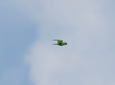 Olive-throated Parakeet - Eupsittula nana
