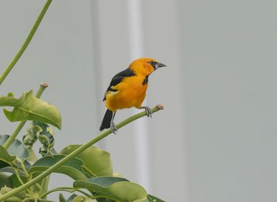 Altamira oriole - Icterus gularis