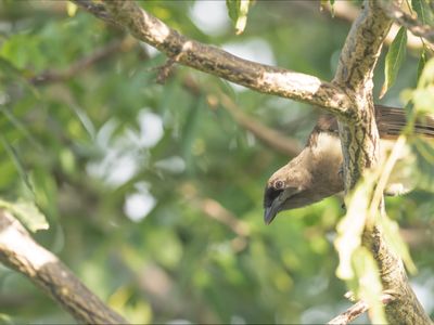 Brown Jay - Cyanocorax morio