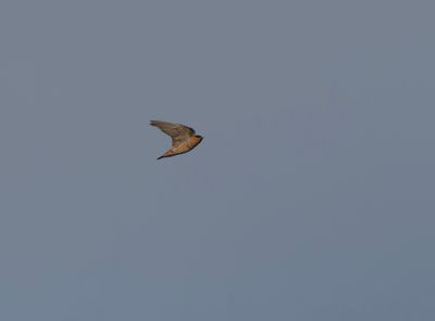 g13/50/882950/3/174986873.a166f021.JPEG