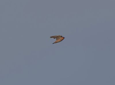 Cave swallow - Petrochelidon fulva
