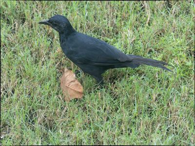 Melodious Blackbird - Dives dives