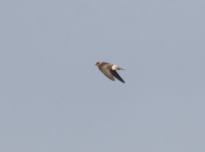 American Cliff Swallow - Petrochelidon pyrrhonota