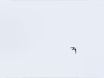 g13/50/882950/3/174986900.757b5b04.JPEG
