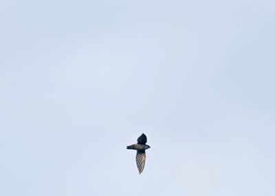 Vaux's Swift - Chaetura vauxi